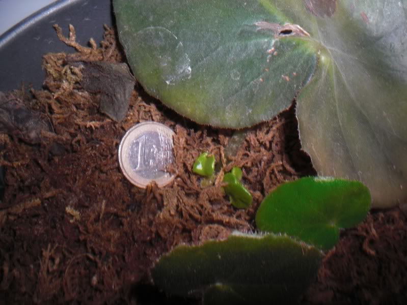 esquejeshojasbegoniaerythrophyla28042012_3.jpg