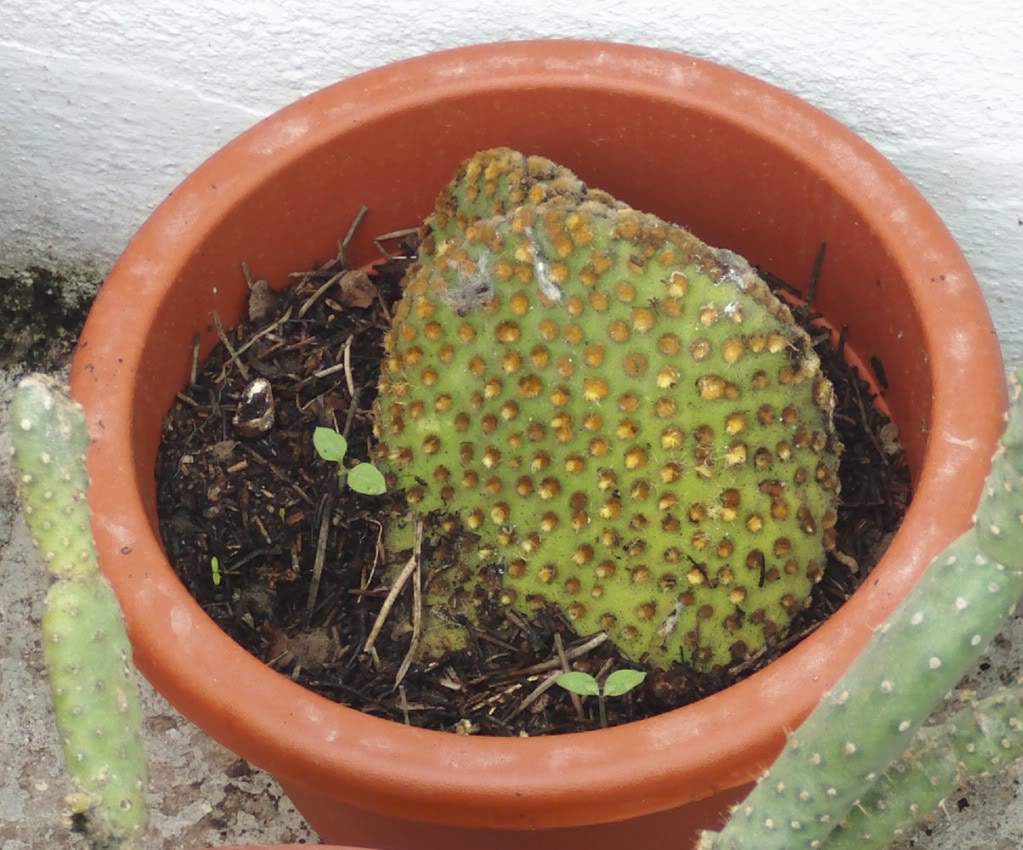 esquejesomicrodasyspallida.jpg