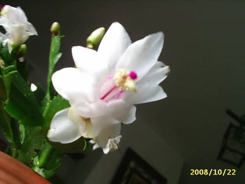 esquejitos_016.JPG