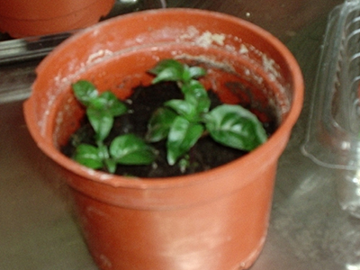 esquejitosBielMiro.jpg