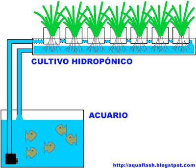 esquema_acuaponia%5B1%5D.jpg