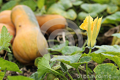 estaci%C3%B3n-del-oto%C3%B1o-del-jard%C3%ADn-de-flores-de-la-calabaza-44599344.jpg