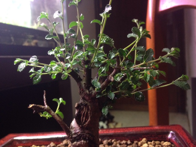 Estado_actual_bonsai.jpg