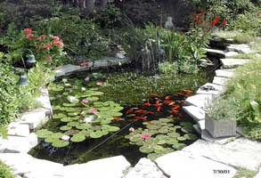 estanque-plantas.jpg