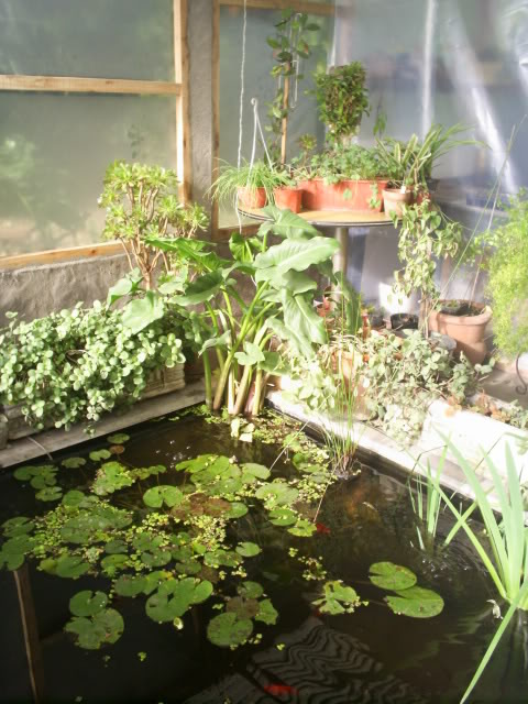 estanque008.jpg