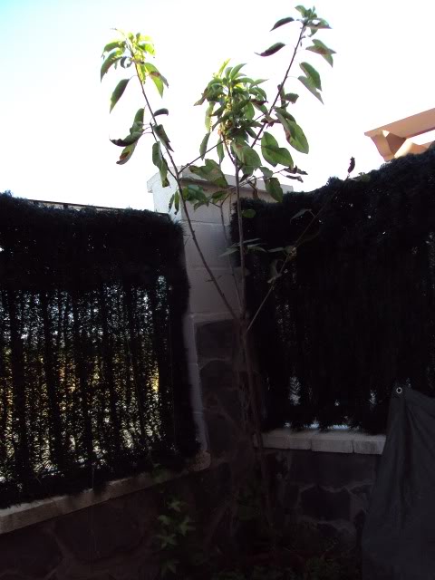 ESTANQUE04-08-2011034.jpg
