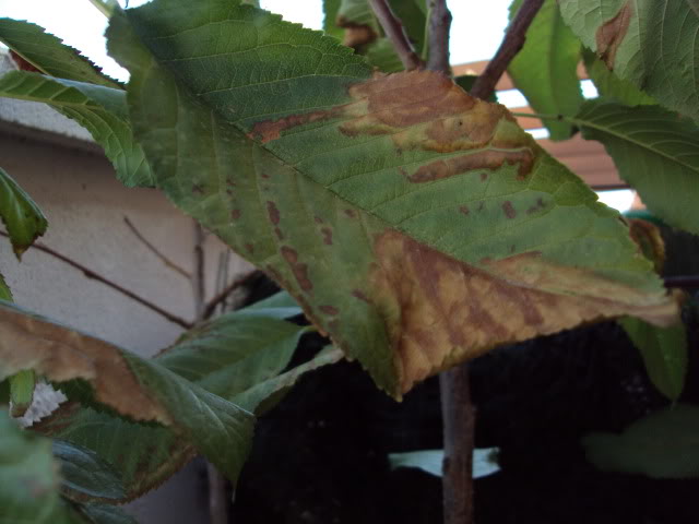 ESTANQUE04-08-2011035.jpg