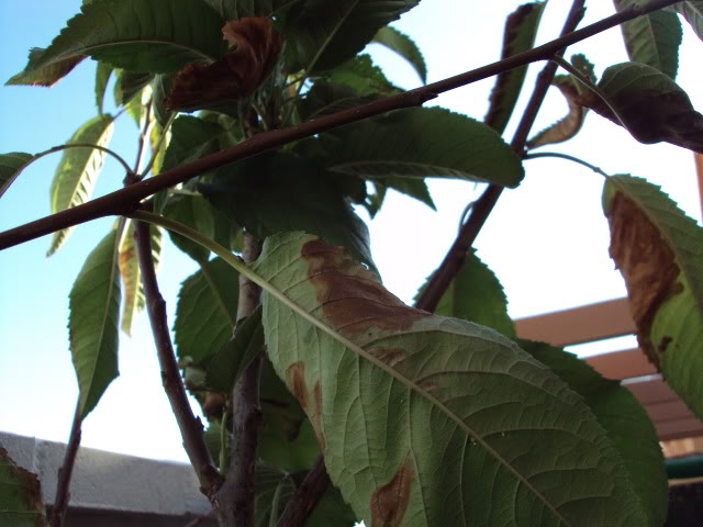 ESTANQUE04-08-2011037.jpg
