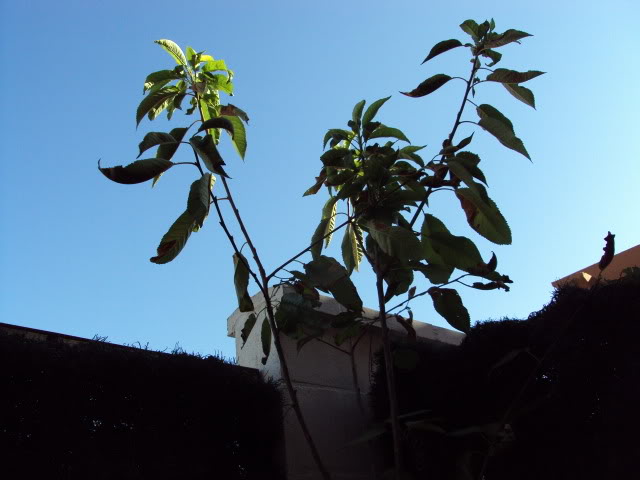 ESTANQUE04-08-2011041.jpg