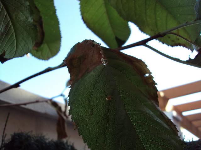 ESTANQUE04-08-2011042.jpg