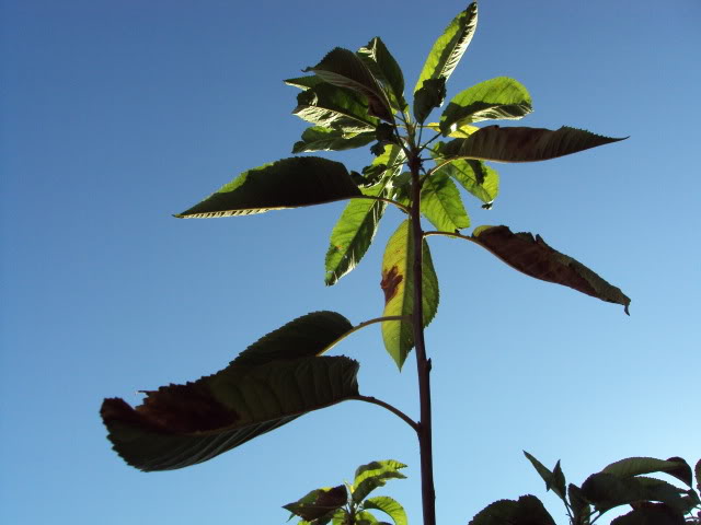ESTANQUE04-08-2011043.jpg