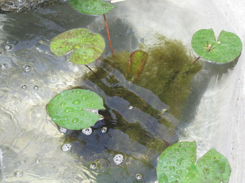 estanque2005_0002_1b.jpg