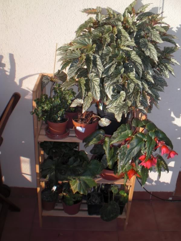 estanteriabegonias30052012.jpg