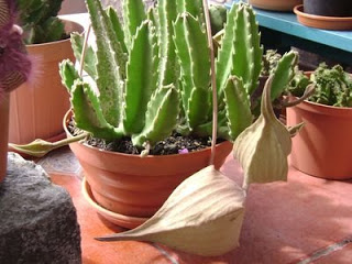 estapelia+2.JPG