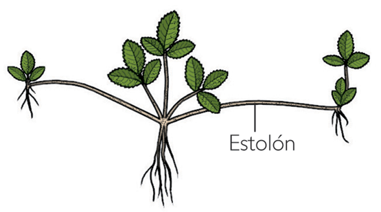 estolon-fresas.png