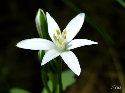 estrella+de+belen.jpg