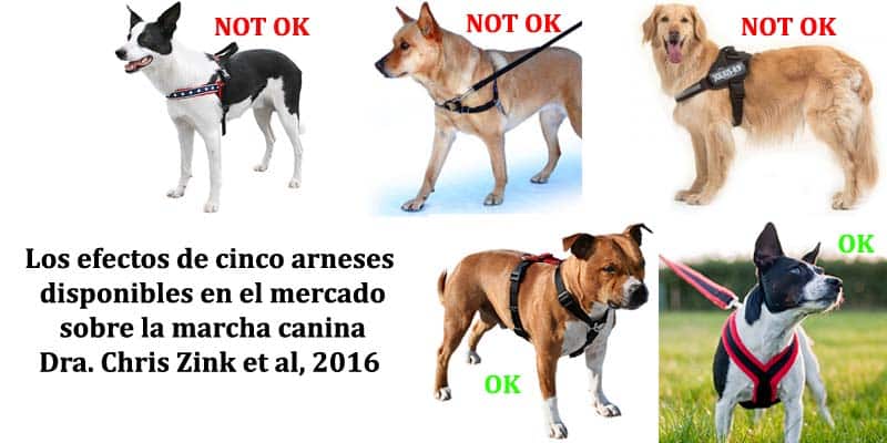 estudio-sobre-arneses-restrictivos-analizando-5-modelos-del-mercado-americano-1.jpg