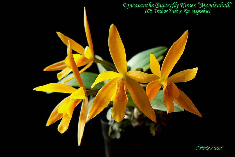 ett_butterfly_kisses_01.jpg