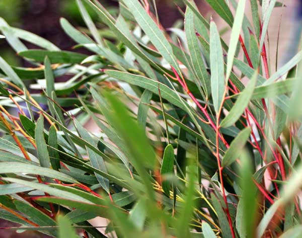 Eucalyptus%20nicholii.jpg
