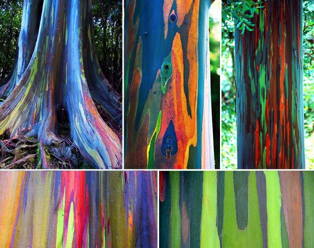 eucalyptus-deglupta.jpg