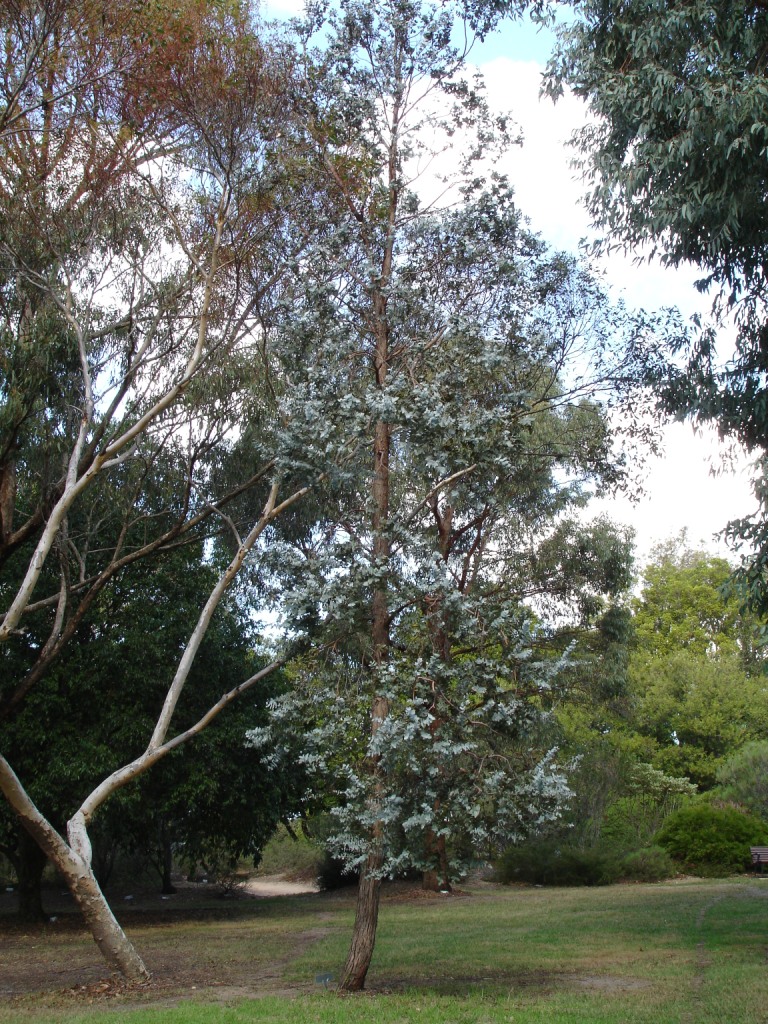 Eucalyptus_cinerea.jpg