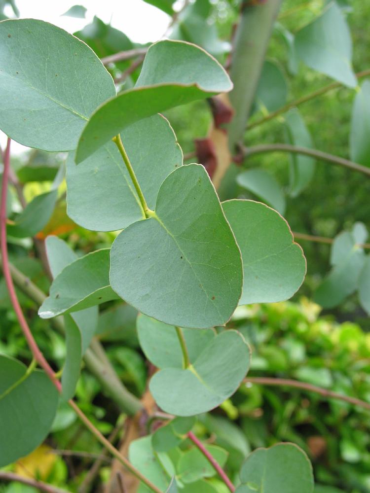 EUCALYPTUS_GLOBULUS.jpg