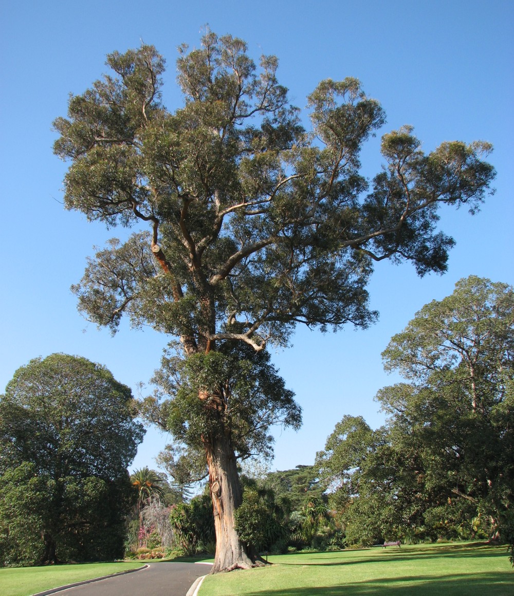 Eucalyptus_muelleriana.jpg