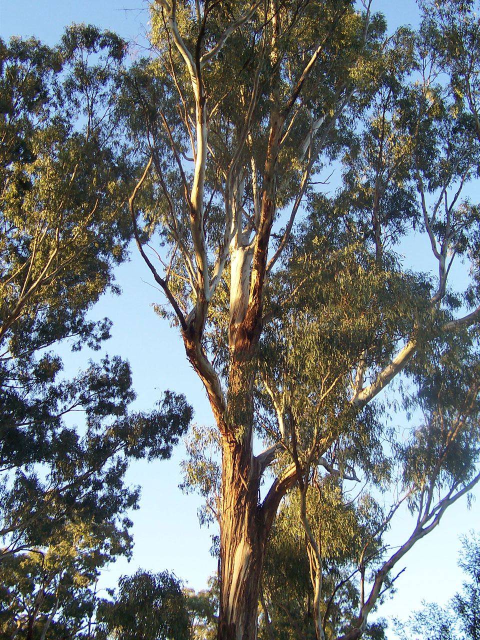 Eucalyptus_tree.jpg
