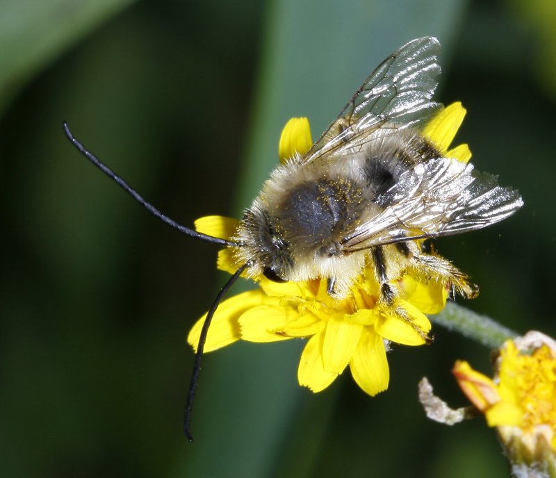 Eucera%20sp_2089.jpg