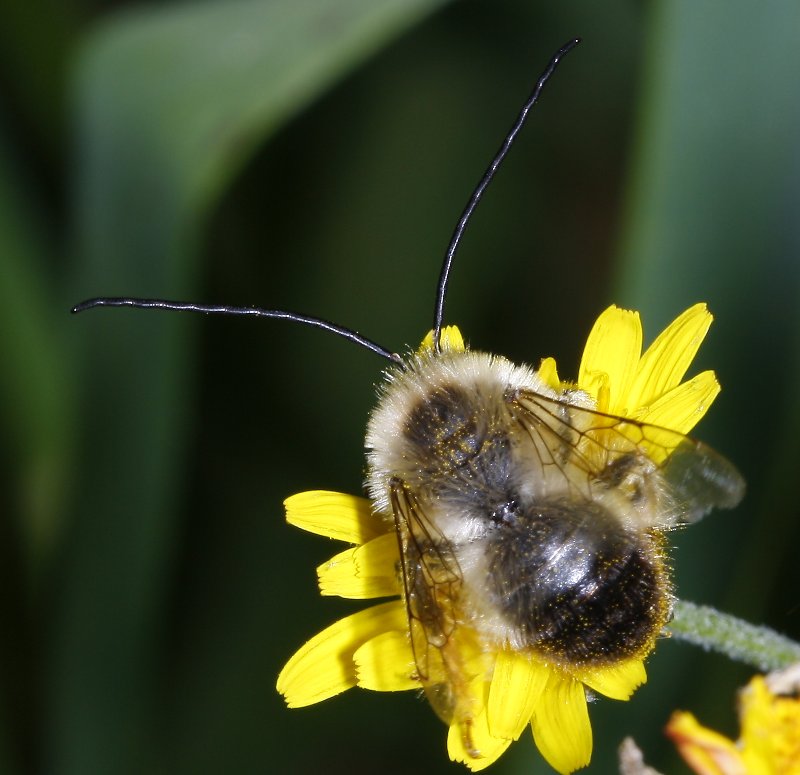 Eucera%20sp_2090.jpg