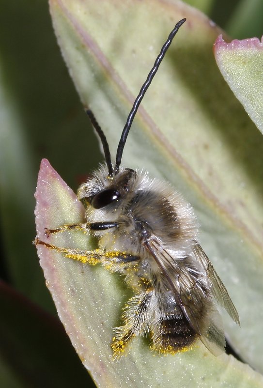 Eucera%20sp_2128.jpg