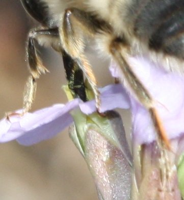 euceras%20patas.jpg