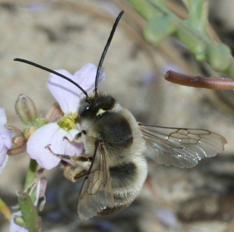 euceras%20sp.jpg