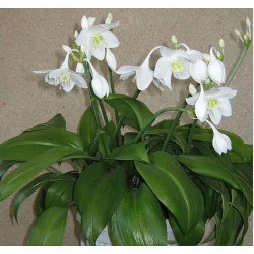 eucharis-plant-500x500.jpg