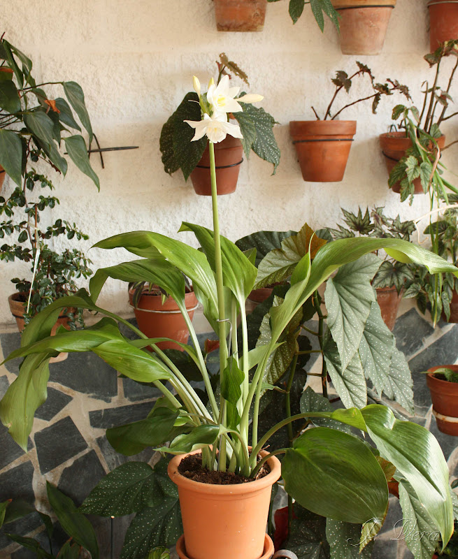 eucharis1.jpg
