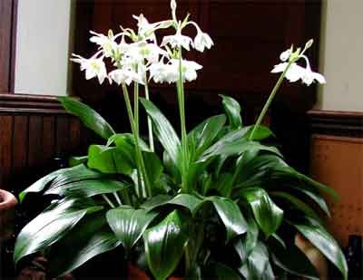 eucharis2-max-500.jpg
