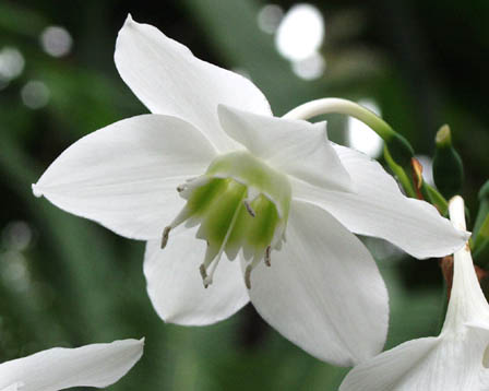 eucharis3.jpe
