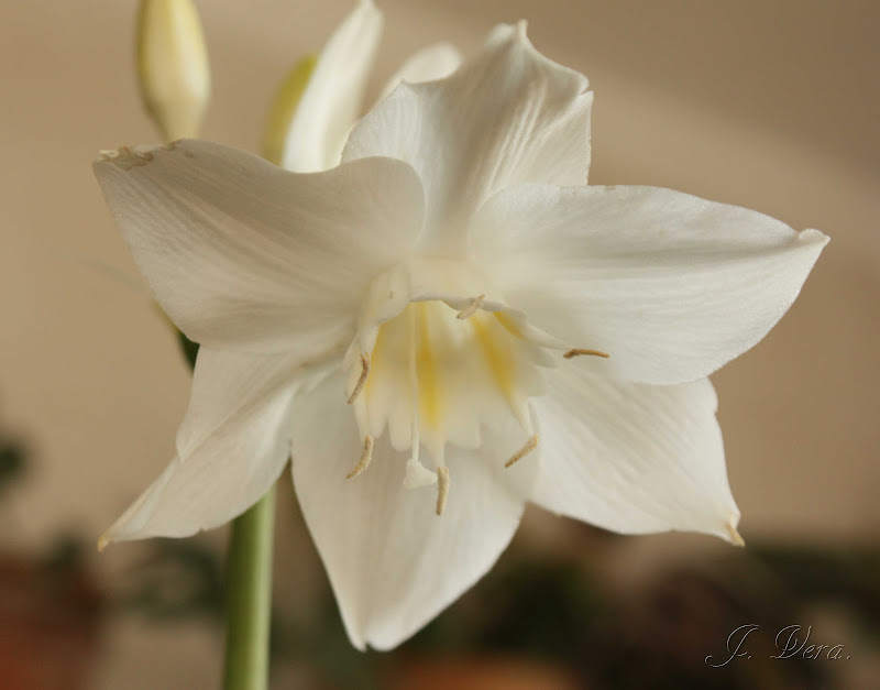 eucharis3.jpg