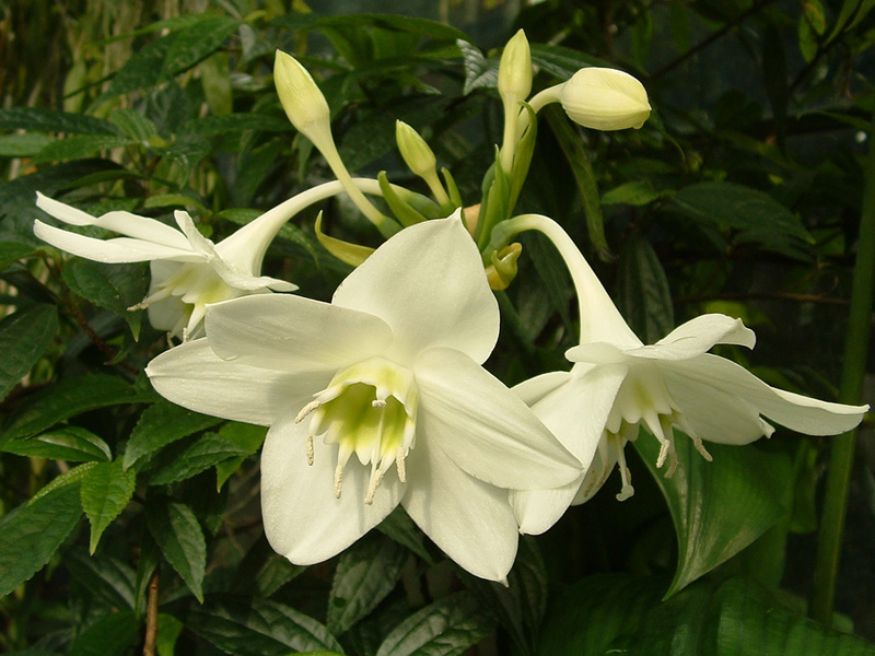 eucharis_amazonica.jpg
