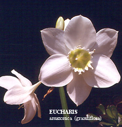 Eucharis_amazonica.jpg