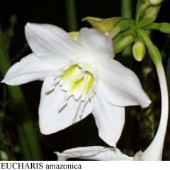 Eucharis_amazonica_.JPG