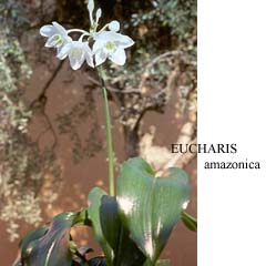 Eucharis_amazonica_pianta.JPG