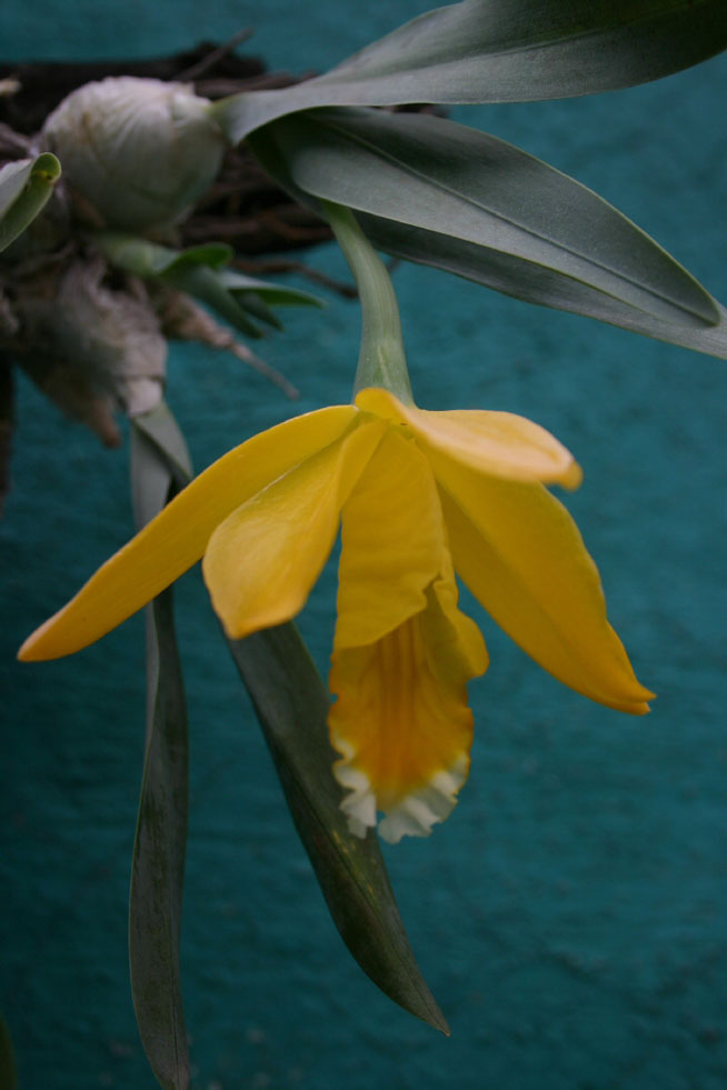Euchile%20citrina.jpg