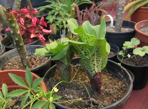 eucomis2.JPG