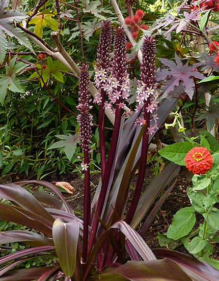 eucomis_oakhurst_habit_2014.jpg