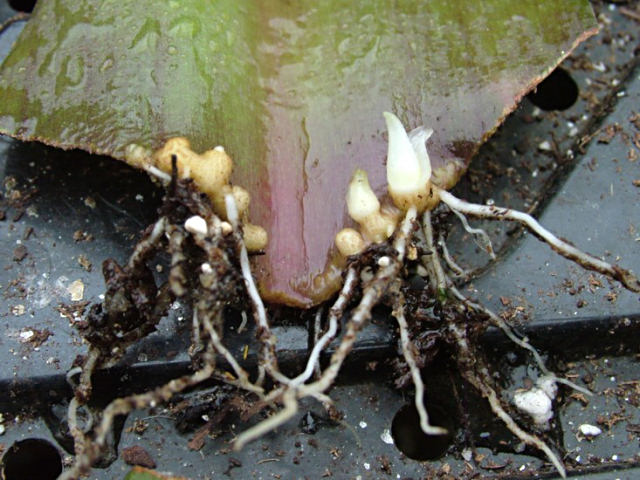 Eucomis_Sparkling_Burgundy_cutting_BW.jpg