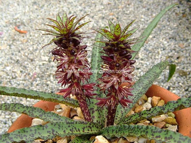 eucomis_vandermerwei_00_2004_9c.jpg