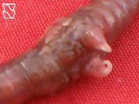 eudriluseugeniae6.jpg
