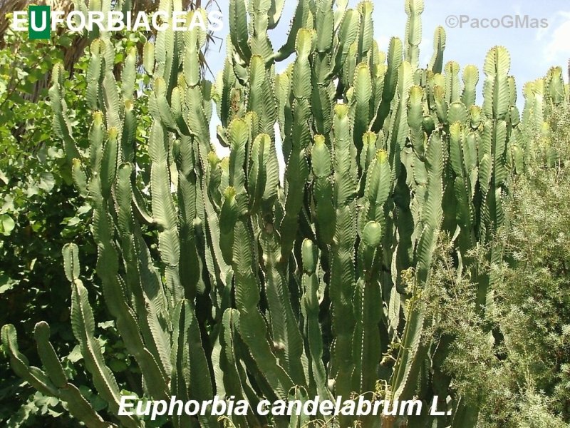 EUFO.Euphorbia%20candelabrum.03256.jpg