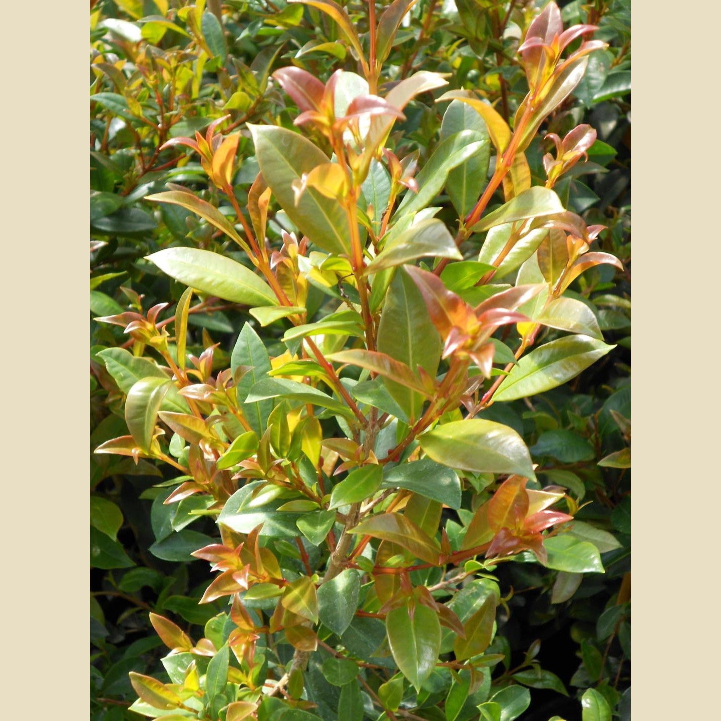 Eugenia-myrtifolia-Syzgium.jpg